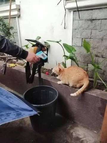 猫咪们接受标准体温检查，好配合社会gif搞笑图片