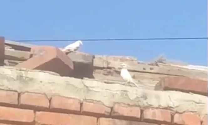 滦平境内发现白麻雀！两只同时出现在国内尚属首次社会gif搞笑图片