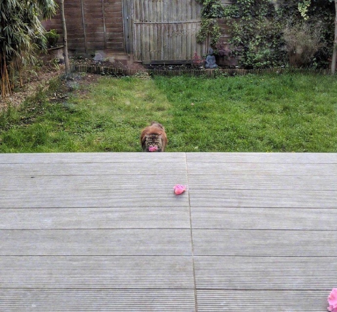 一个妹子搬家后不过多久发现家门口天天有花朵在地上。一开始以为社会gif搞笑图片