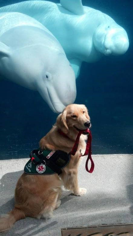 一只服务犬在海洋馆的留影。白鲸和金毛的微笑，好暖心。社会gif搞笑图片