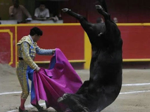 技术高超的斗牛士体育gif搞笑图片