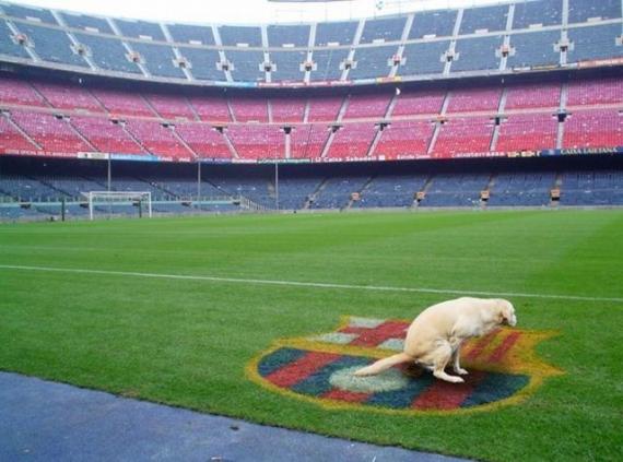 巴萨，你要走狗屎运了体育gif搞笑图片