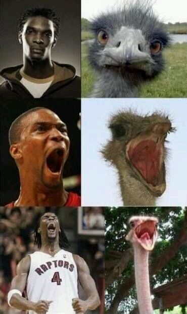 球星与动物，太像了！体育gif搞笑图片