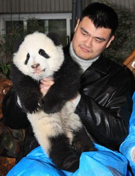 俩国宝啊体育gif搞笑图片