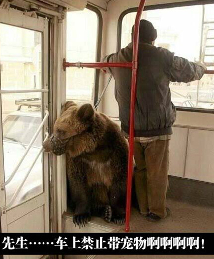 战斗民族养宠物也这么任性综合gif搞笑图片