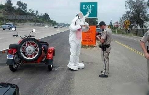 兔子是不能开车的综合gif搞笑图片