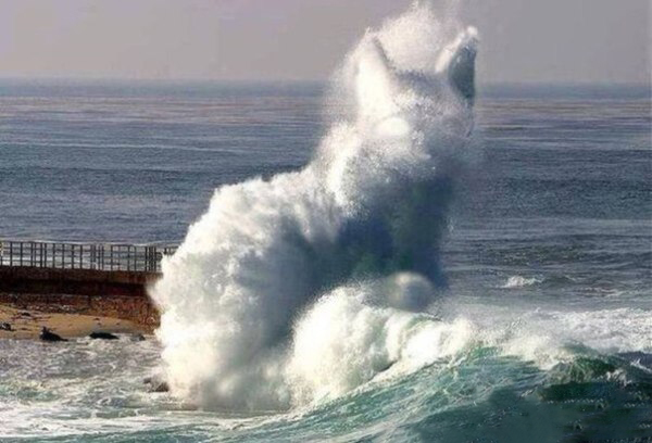 喵星人已称霸海洋综合gif搞笑图片