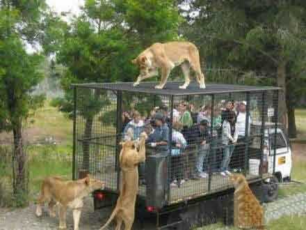 这到底是谁参观谁呀。。。综合gif搞笑图片