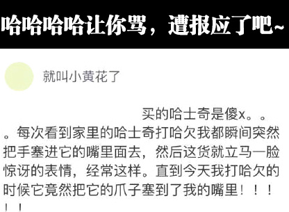 比起之前那条汪整个头塞进去，你该知足啦综合gif搞笑图片