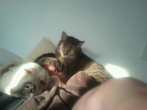 宅男 宅猫 宅狗综合gif搞笑图片