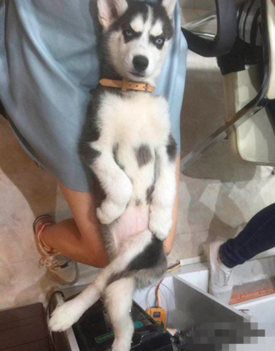 哈士奇咱能不这么装逼不？综合gif搞笑图片