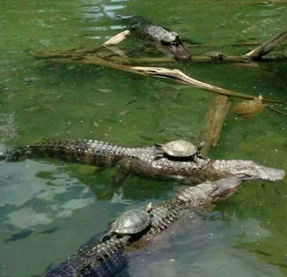 真巧，都是来晒晒新买的坐骑的综合gif搞笑图片