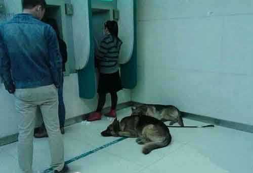 看看人家这保镖，农行刚看到的综合gif搞笑图片