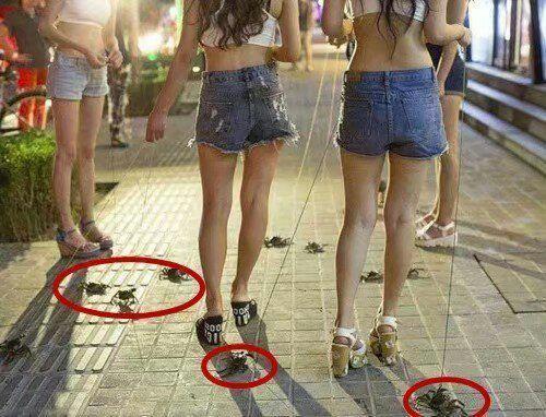 姑娘们清新脱俗的宠物综合gif搞笑图片