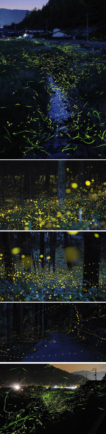 看出这些发光的是什么了吗？综合gif搞笑图片