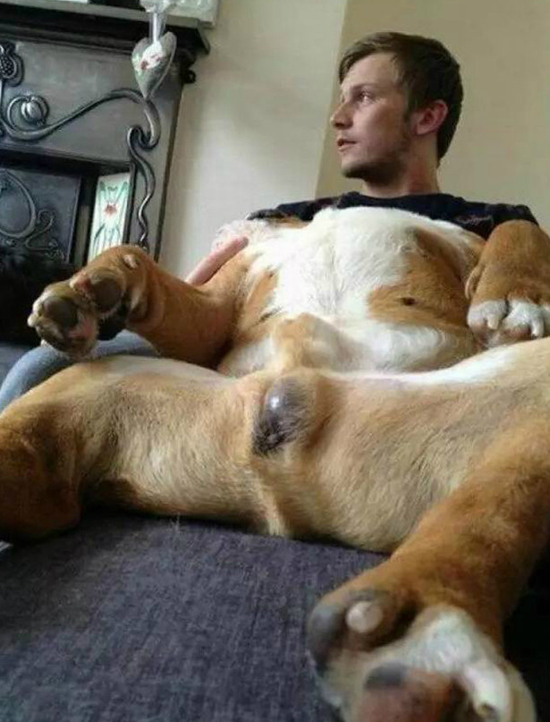 人头狗身，毫无违和感综合gif搞笑图片