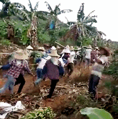 好不容易来了一辆收香蕉的车，千万不能让他跑了综合gif搞笑图片