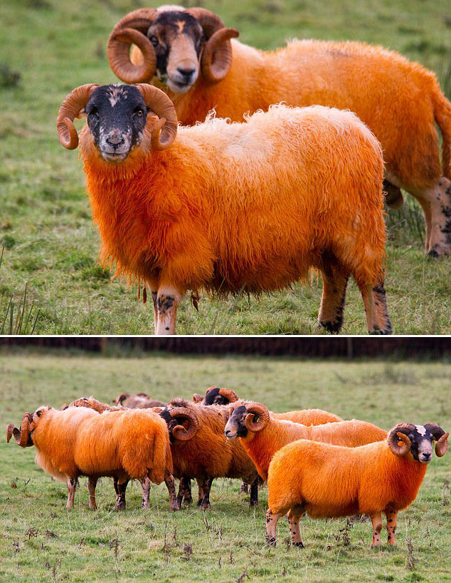 全球令人惊叹的防盗怪招综合gif搞笑图片