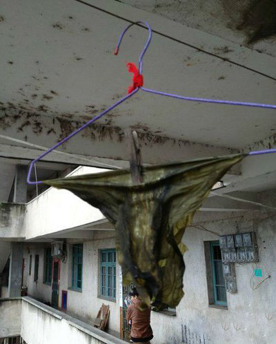 让你晾个海带你也能晾成这样综合gif搞笑图片