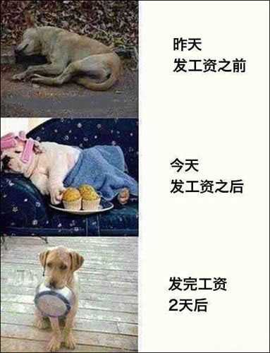 发工资这事，差不多就是这样综合gif搞笑图片