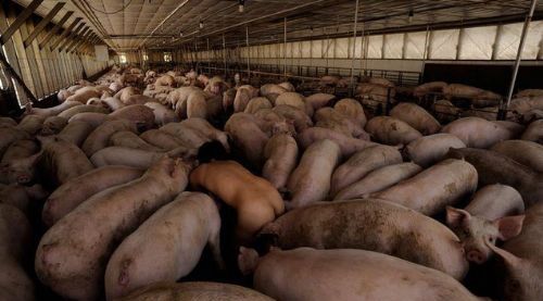 总觉得哪里不对劲综合gif搞笑图片