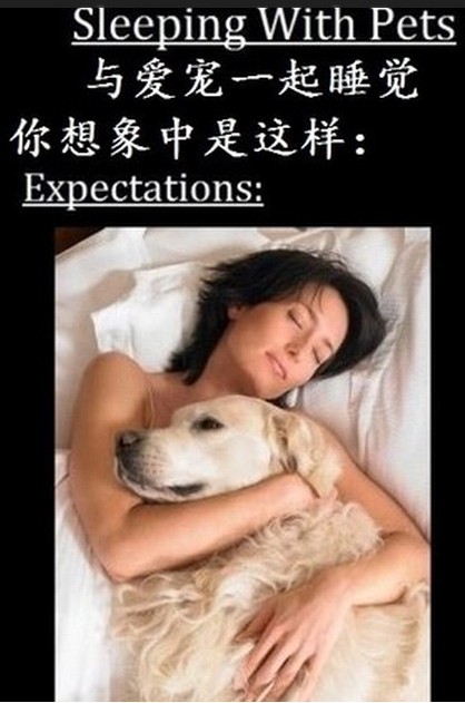 和宠物一起睡觉综合gif搞笑图片