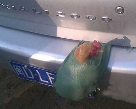 其它挡车牌都弱爆了，有正当理由综合gif搞笑图片