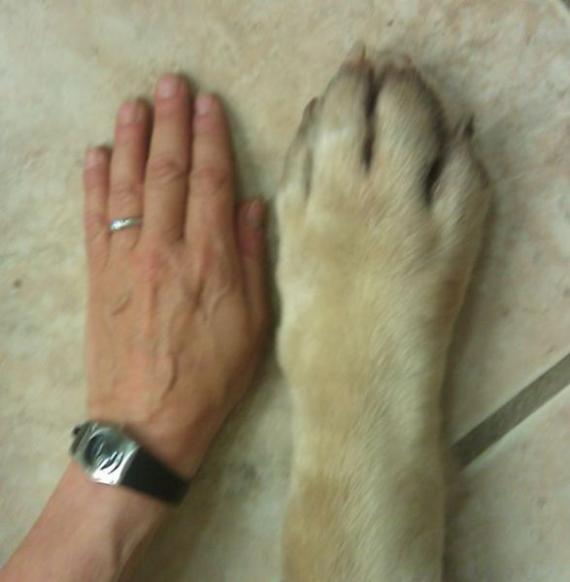 狼人变种前后对比综合gif搞笑图片