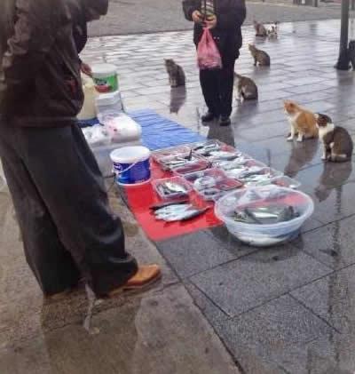 天微微亮，买鱼的客人陆陆续续也都来了~~~综合gif搞笑图片