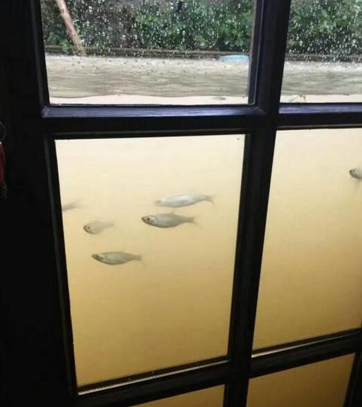 我能怎么办，我也很绝望啊综合gif搞笑图片