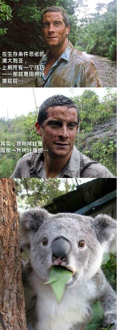 好可爱的考拉熊~~！综合gif搞笑图片