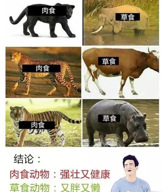 吃肉才能瘦综合gif搞笑图片