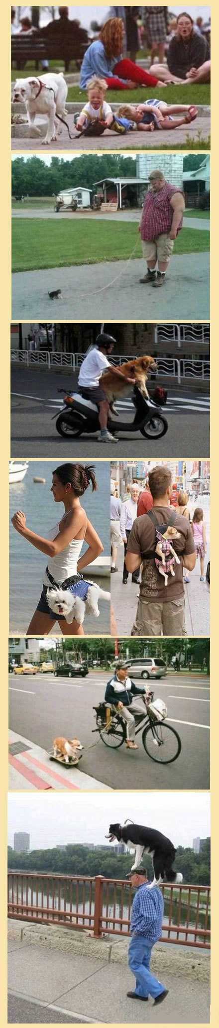 见过带宠物遛弯的，没见过这么喜感的！综合gif搞笑图片