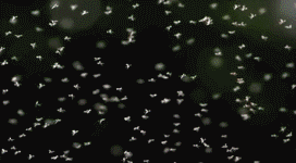 蚊子再小也是肉综合gif搞笑图片