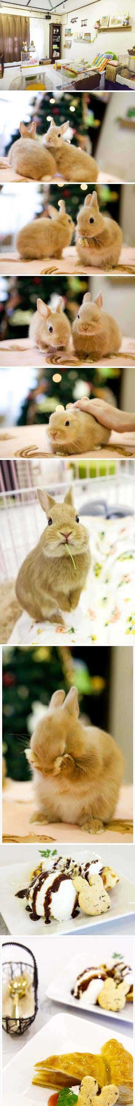 猫咪咖啡厅后，萌兔咖啡厅正人气旺综合gif搞笑图片