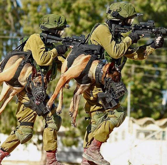 恭喜你获得了史诗级装备—便携式冲锋犬综合gif搞笑图片