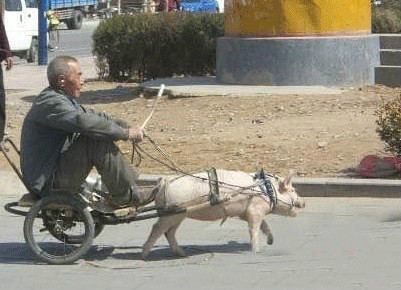 很二很傻的搞笑囧图（组图）综合gif搞笑图片