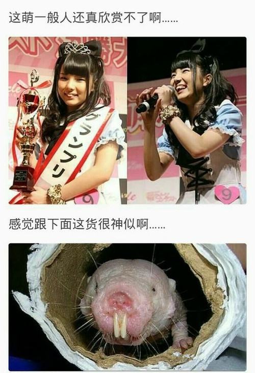 日本人是这样选美的...?综合gif搞笑图片