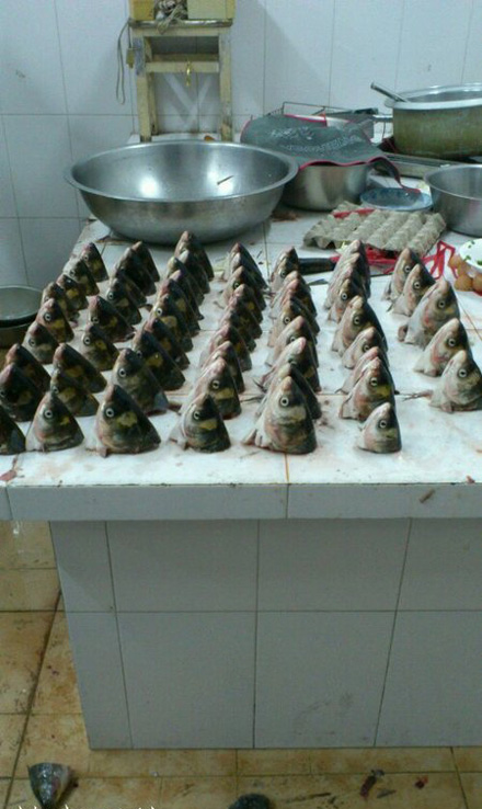 一大片的鱼头综合gif搞笑图片