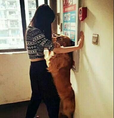 放开那狗，让我这单身狗来综合gif搞笑图片