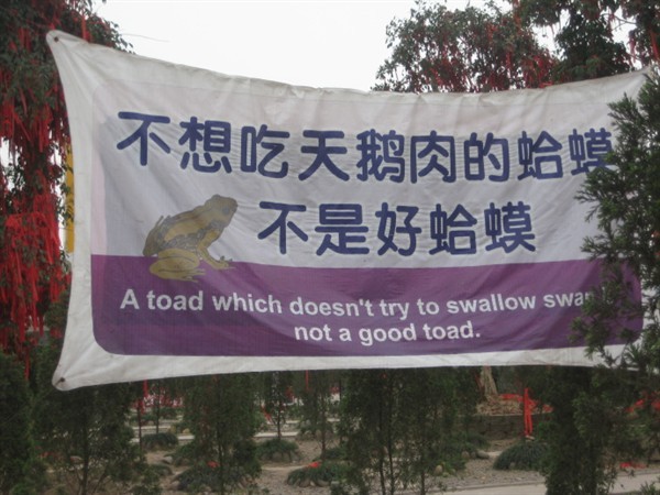 不想吃天鹅肉的蛤蟆不是好蛤蟆综合gif搞笑图片