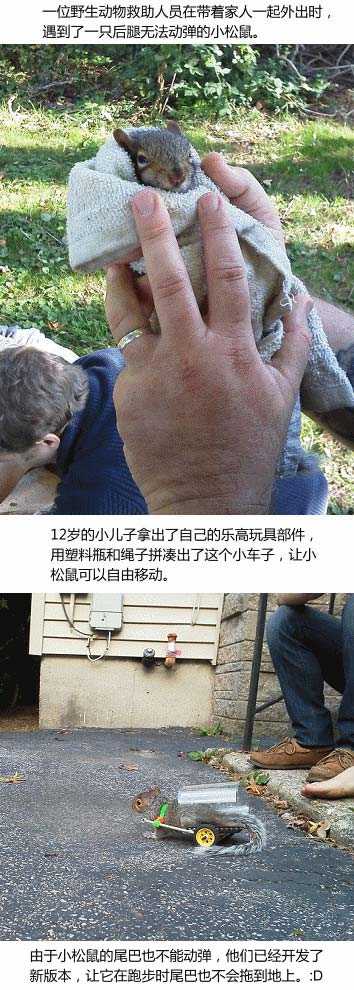 救助小松鼠！综合gif搞笑图片