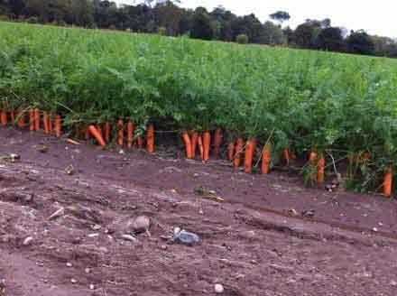 苏格兰大雨，但有一农场主不需要拔萝卜很开心综合gif搞笑图片