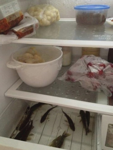 如何保持鱼的新鲜综合gif搞笑图片