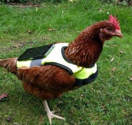 为了让自己在微信运动上得第一也是拼了综合gif搞笑图片