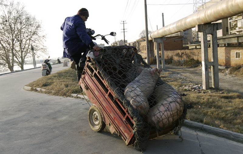 运猪车超载失去平衡综合gif搞笑图片