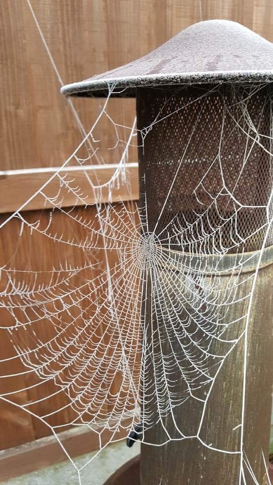 看来真的很冷，连蜘蛛网都结冰了综合gif搞笑图片