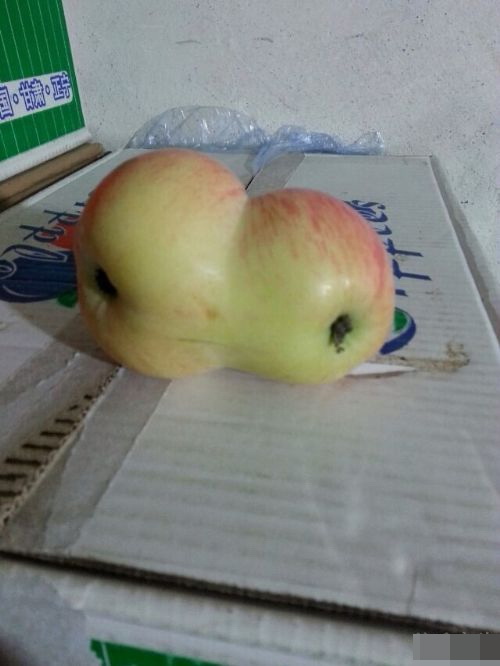 孪生双胞胎植物gif搞笑图片