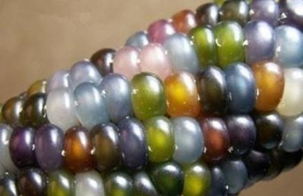 真的有这样的玉米么？像宝石好想试试植物gif搞笑图片