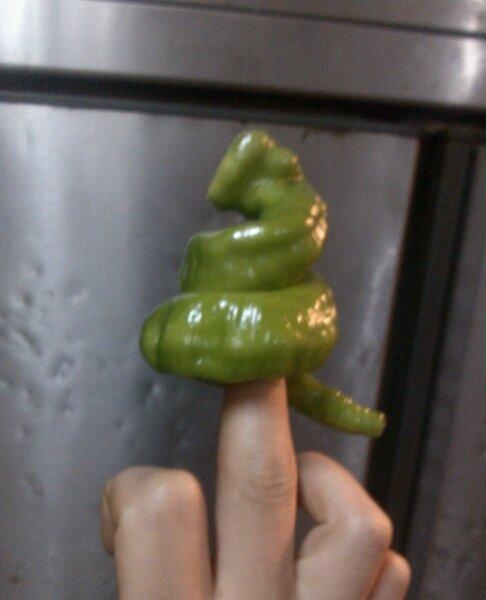 辣子君，你这么叼，你家人知道么？植物gif搞笑图片